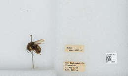 Image of Sitka bumble bee