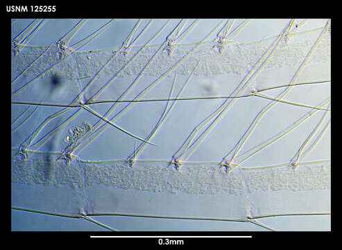 Image of Arcoscalpellum imbricotectum Newman & Ross 1971