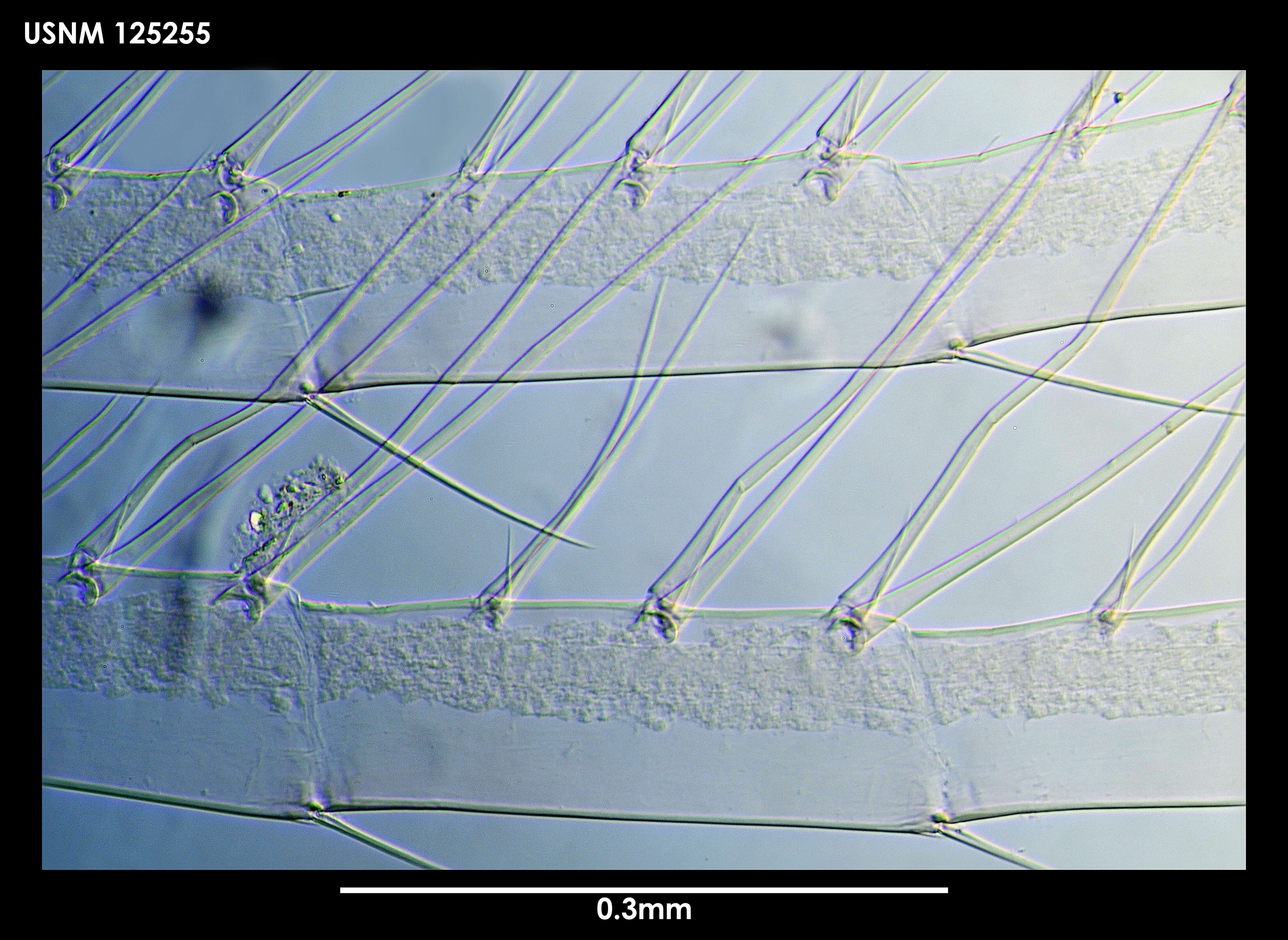 Image of Arcoscalpellum imbricotectum Newman & Ross 1971