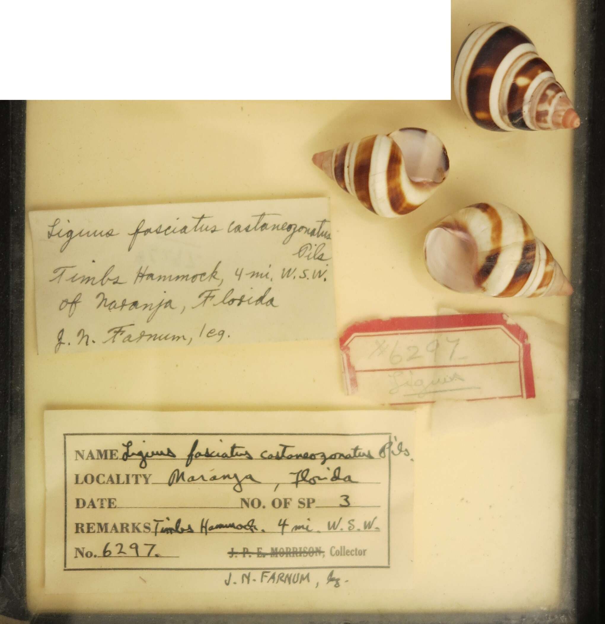 Liguus fasciatus (O. F. Müller 1774) resmi