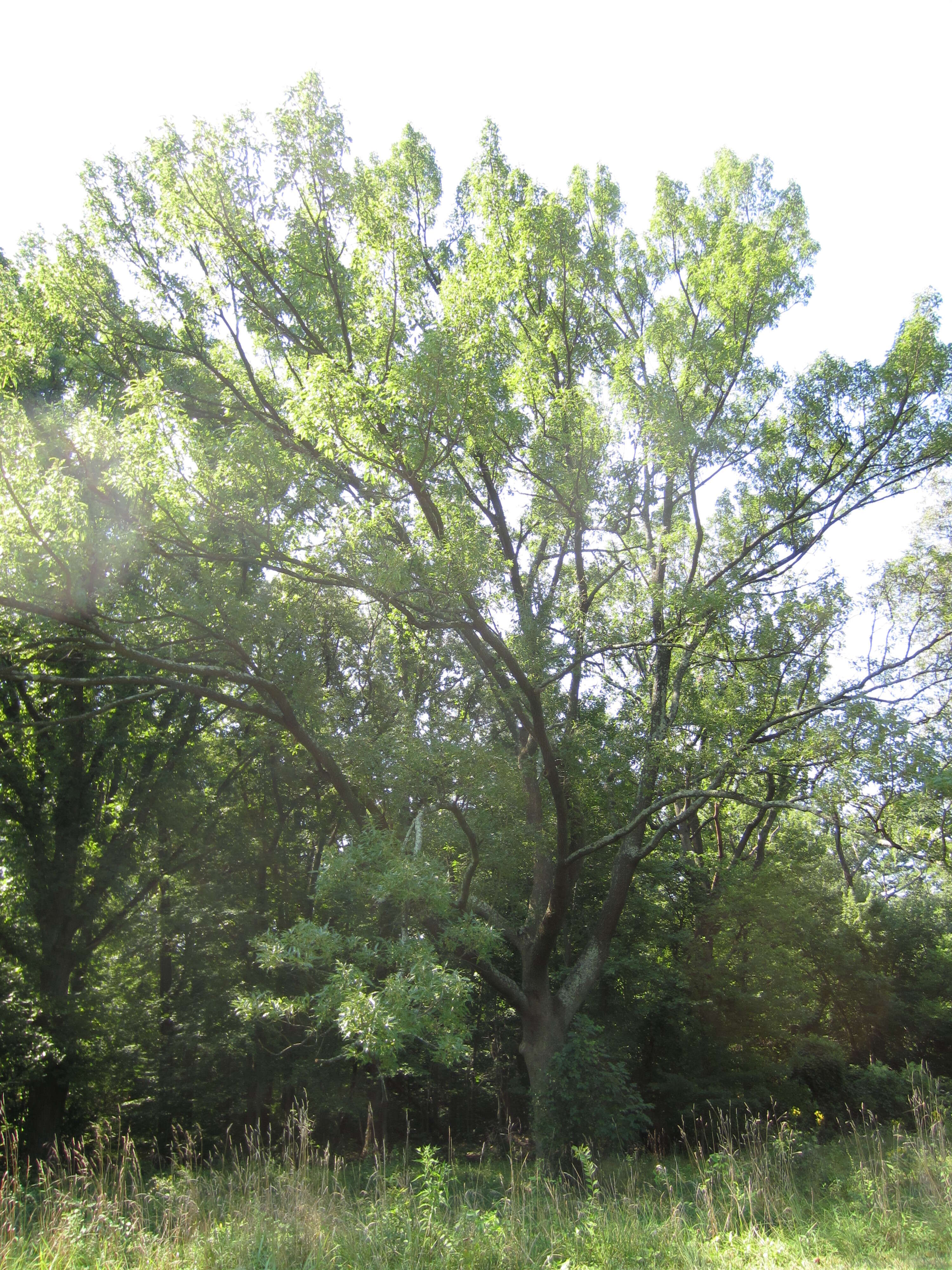 Image of Saw-tooth Oak