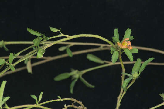 Image of bracted fanpetals