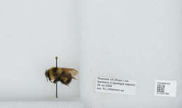 Image of Sanderson Bumble Bee