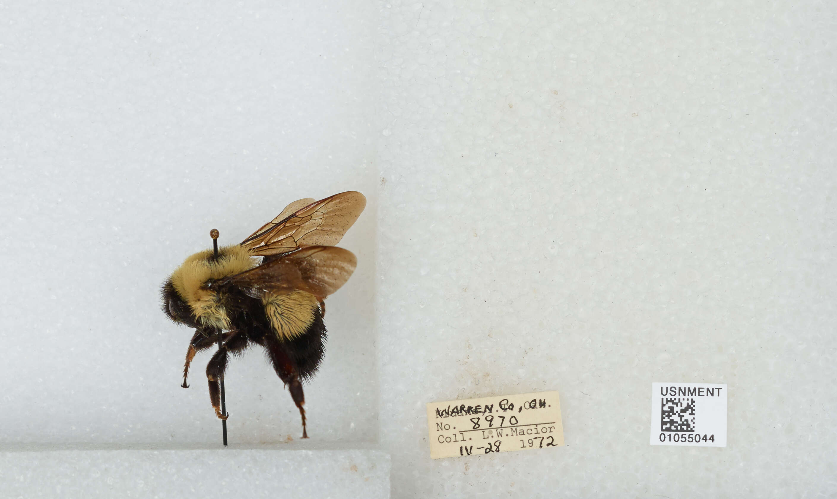 Слика од Bombus affinis Cresson 1864