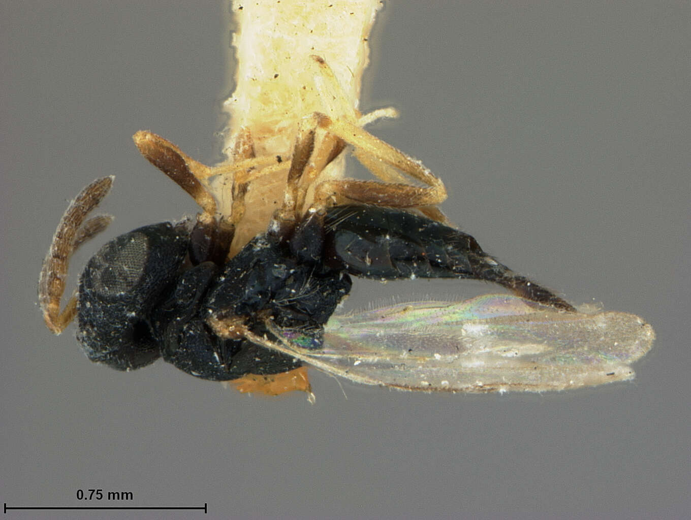 Image of Scymnophagus townsendi Ashmead 1904
