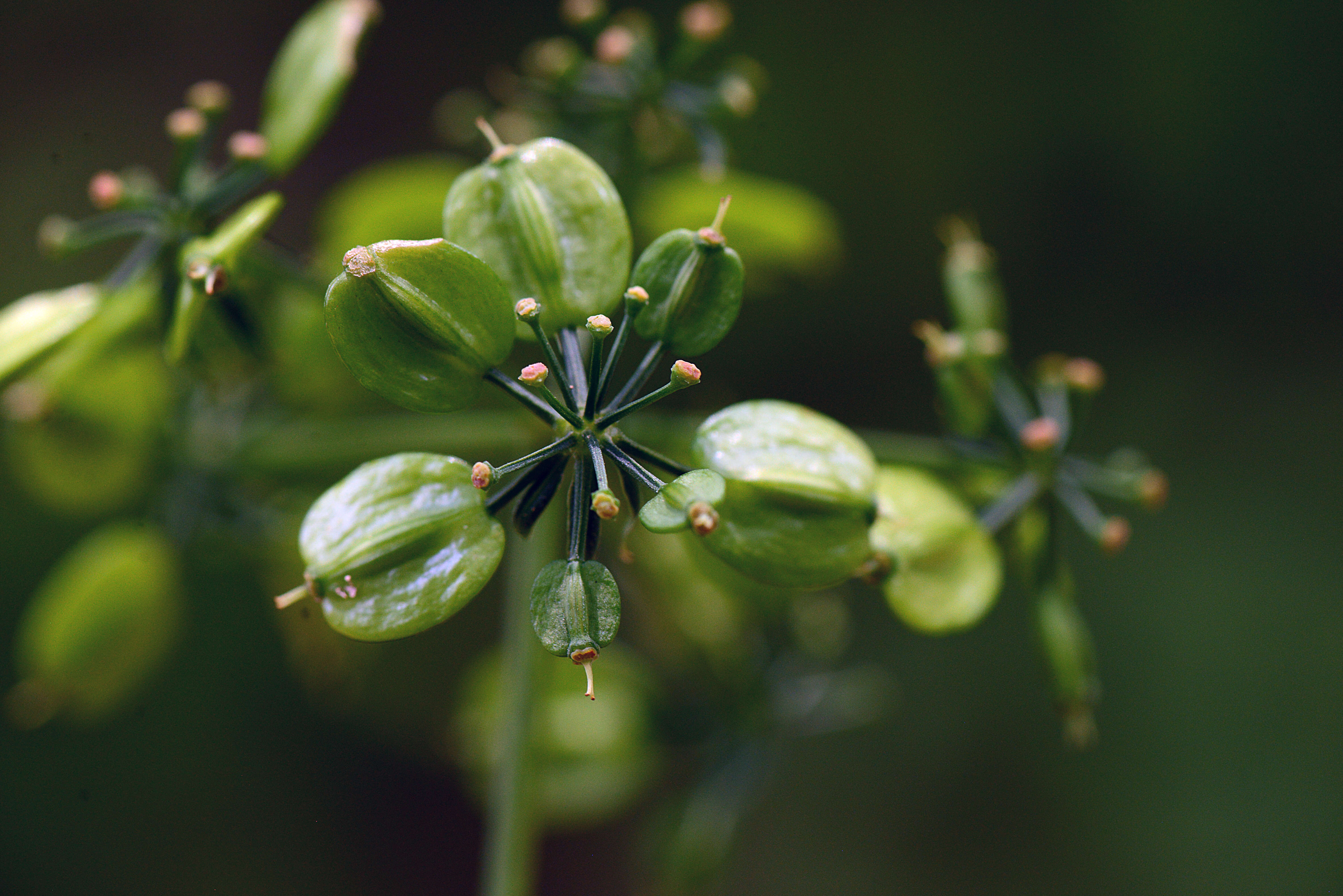 Imagem de Prionosciadium macrophyllum Coult. & Rose