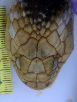 Image of Amazon False Fer-de-lance