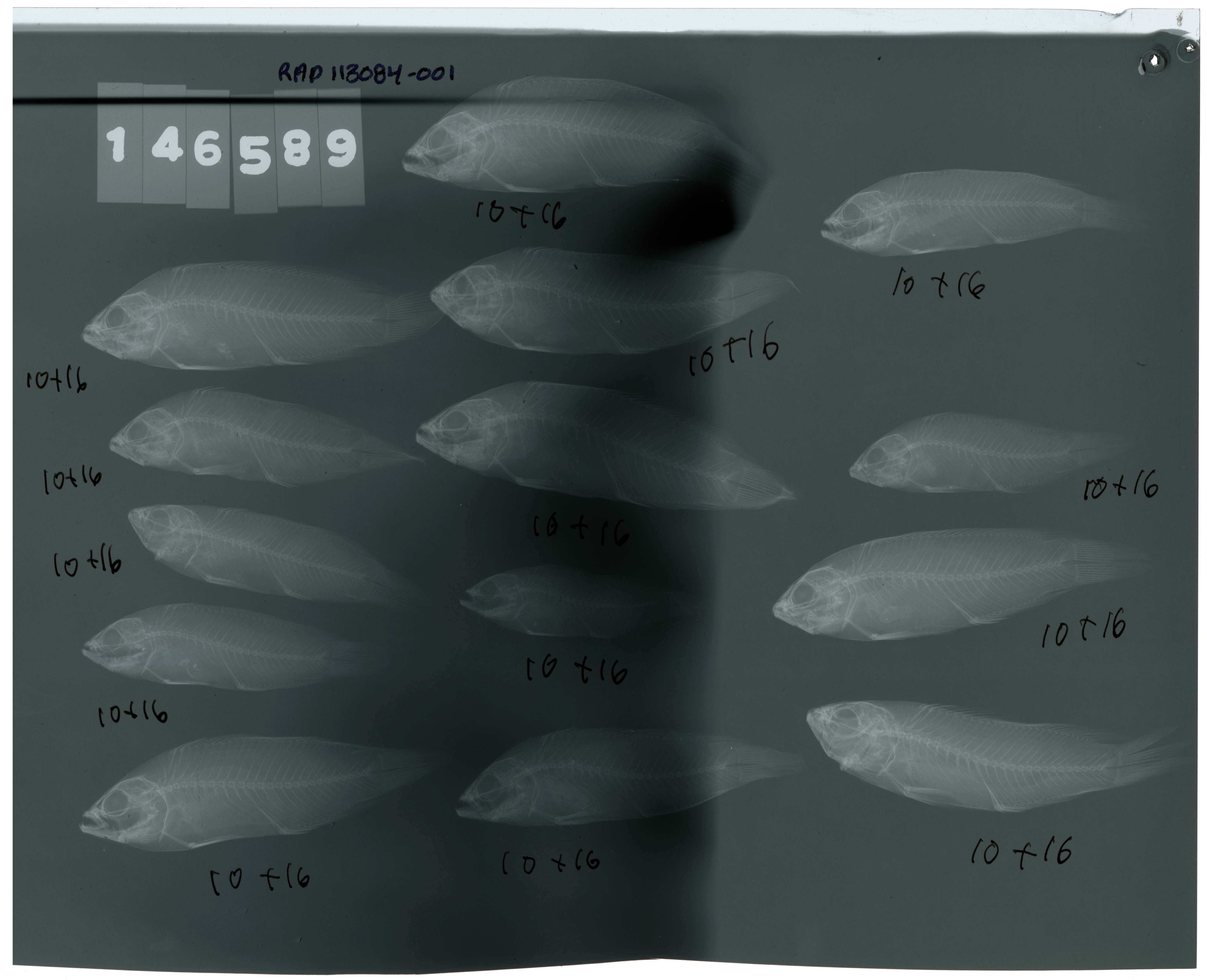 Image of Brown dottyback