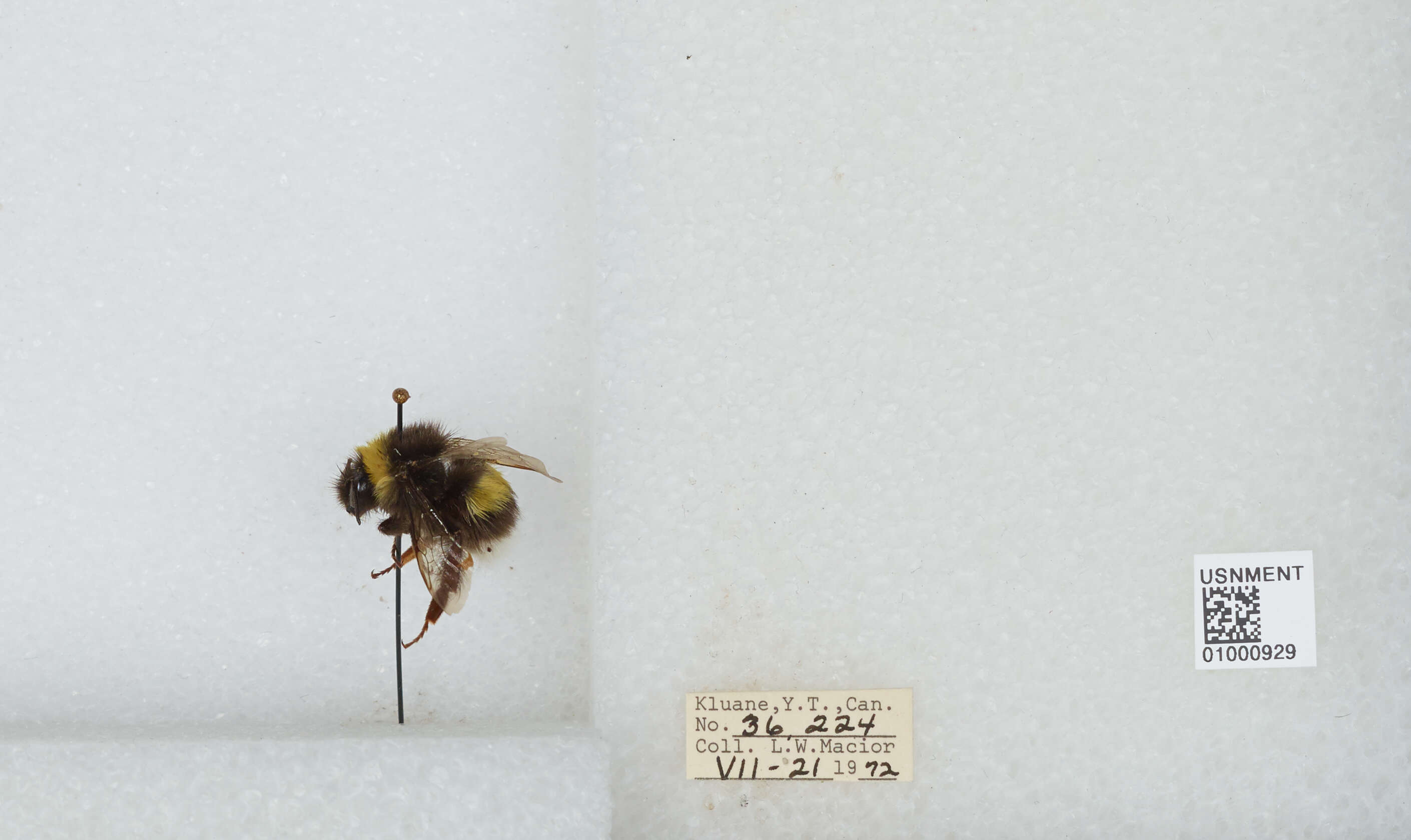 Image of White-tailed bumblebee