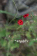 Image de Emilia fosbergii D. H. Nicolson