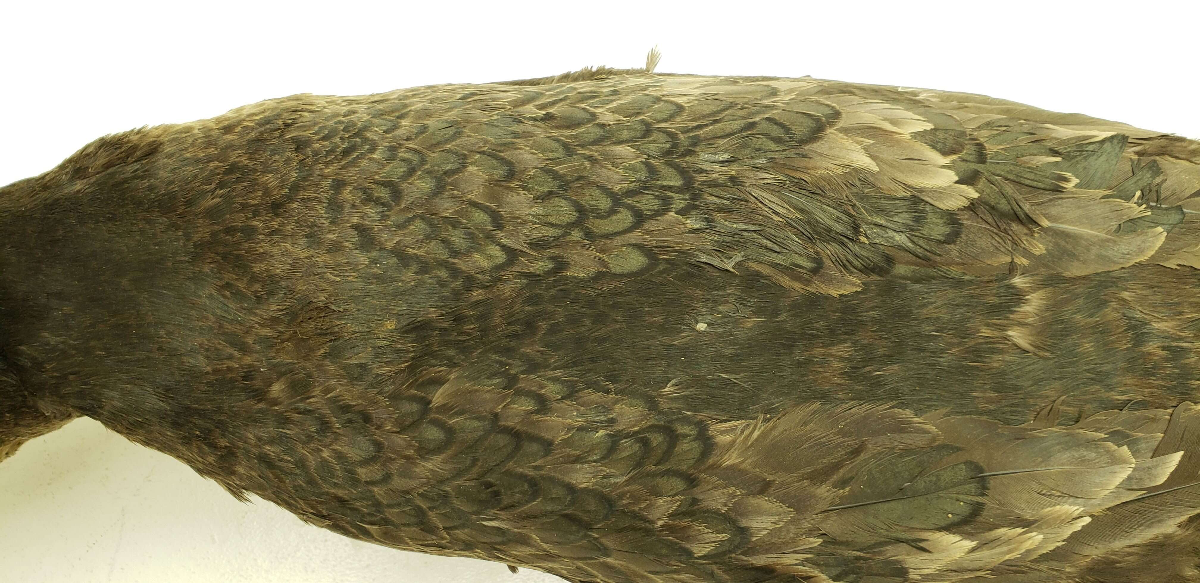 Imagem de Phalacrocorax carbo (Linnaeus 1758)