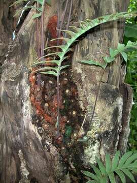 Image of golden polypody