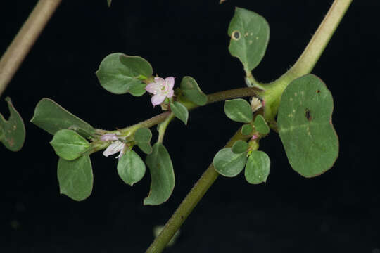 Image of desert horsepurslane