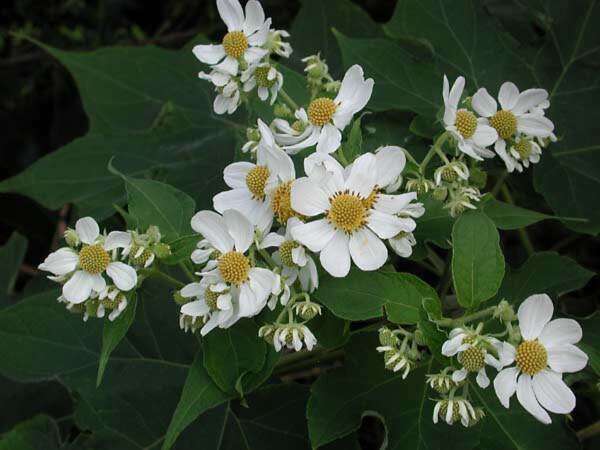 Image de Montanoa hibiscifolia (Benth.) C. Koch