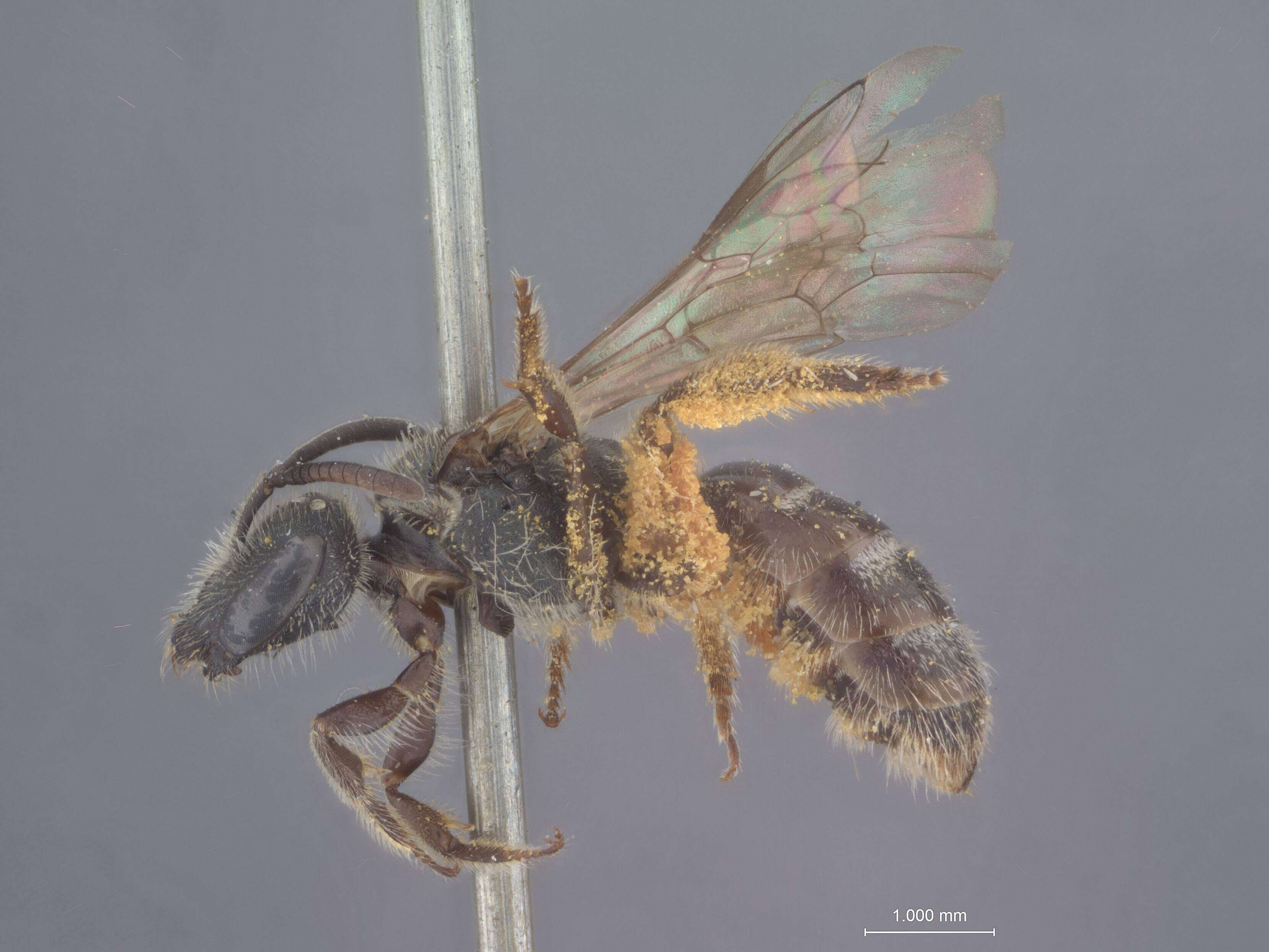 Image of Halictus