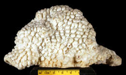 Image of pore coral