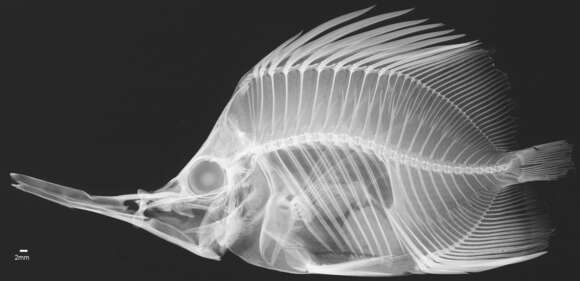 Image of Big long-nosed Butterflyfish