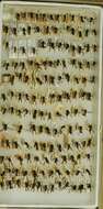Image of <i>Ancistrocerus <i>catskill</i></i> catskill