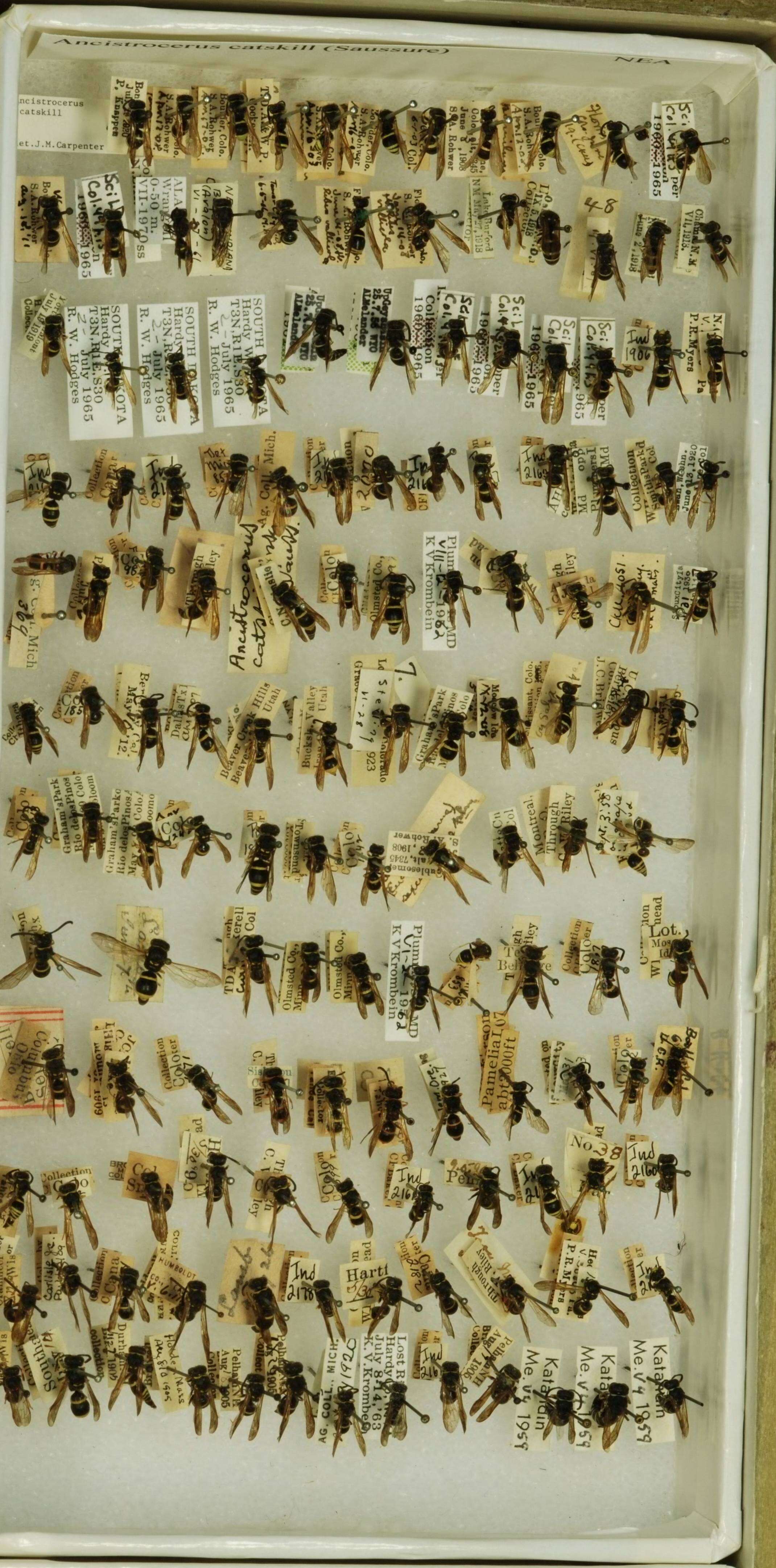 Image of <i>Ancistrocerus <i>catskill</i></i> catskill