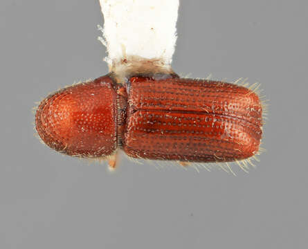 Image of Pityophthorus corruptus Wood 1976