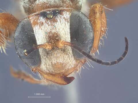 Слика од Ammophila ferruginosa Cresson 1865