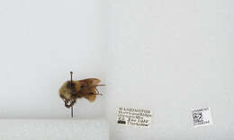 Imagem de Bombus appositus Cresson 1879