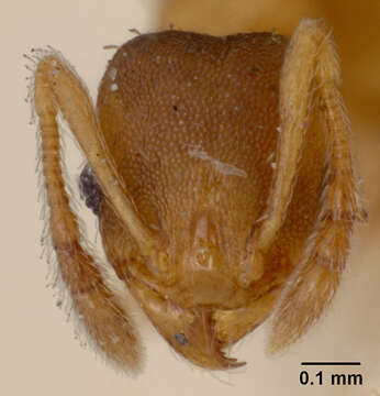 Imagem de Pheidole constipata Wheeler 1908