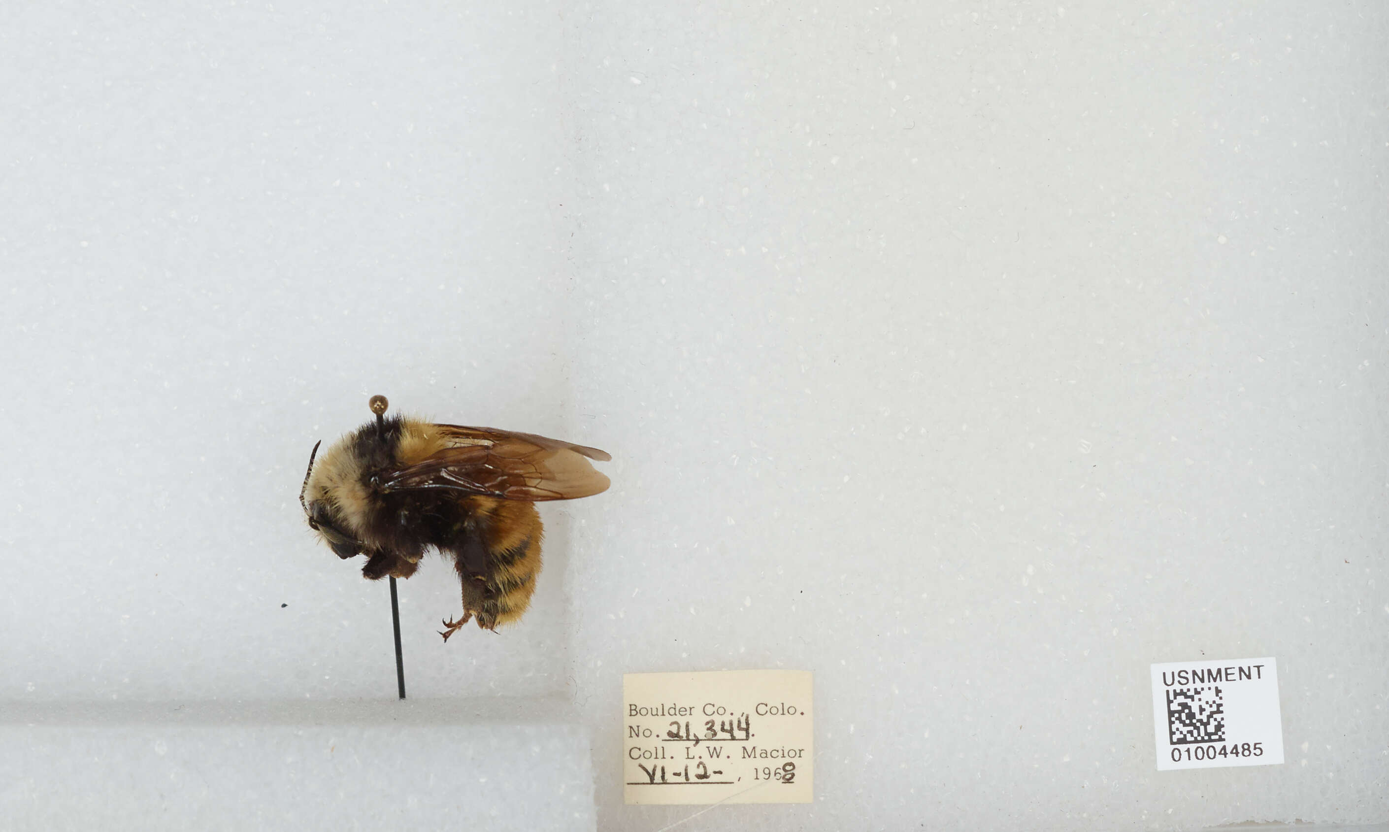 Imagem de Bombus appositus Cresson 1879