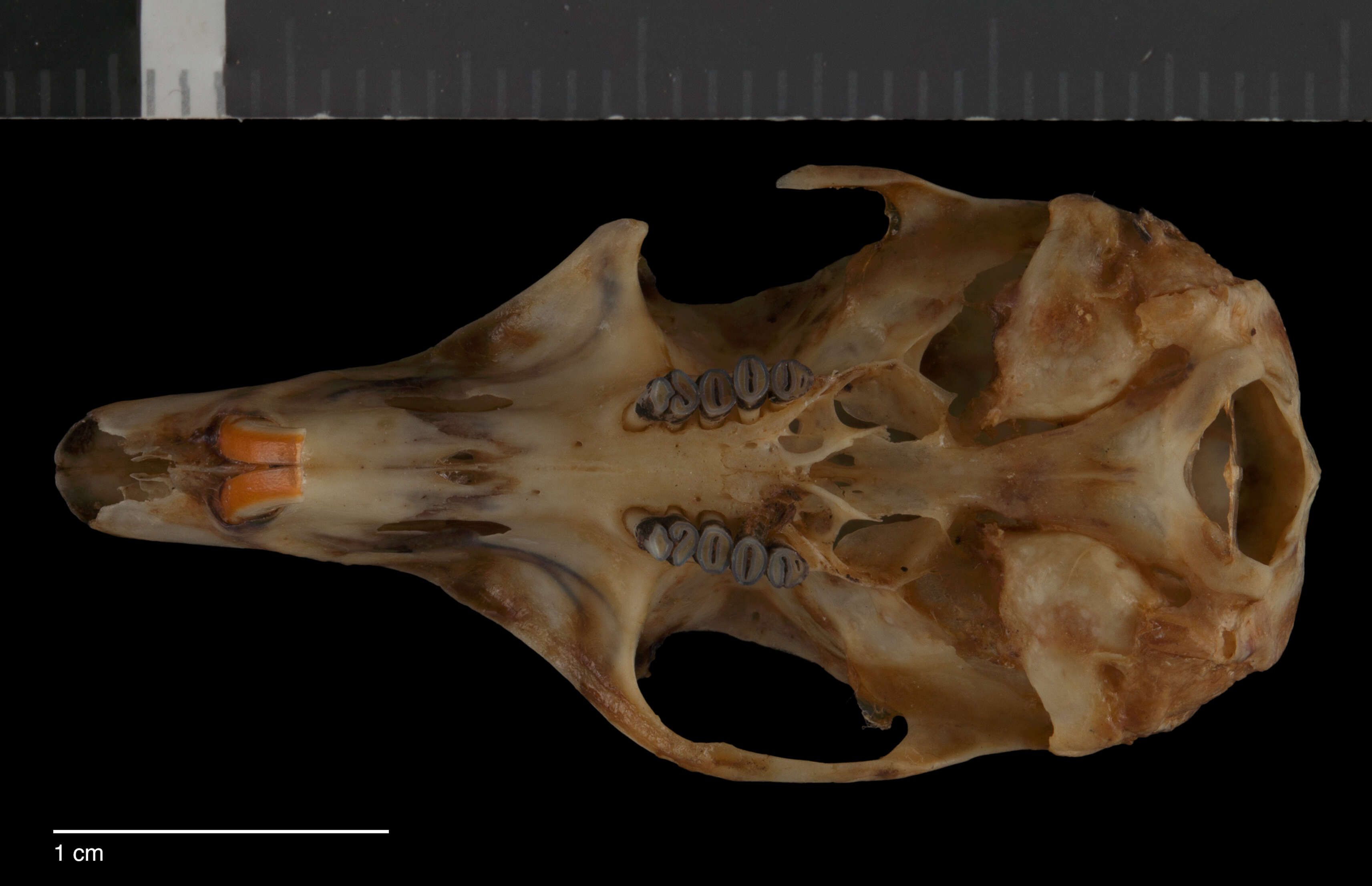 Image of Heteromys desmarestianus planifrons Goldman 1937