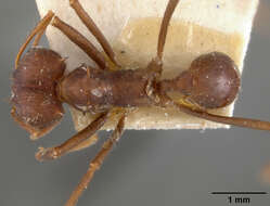 Image of Ant