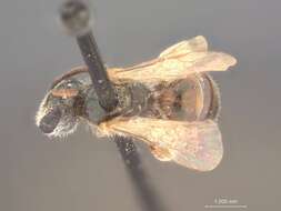 Image of Halictus