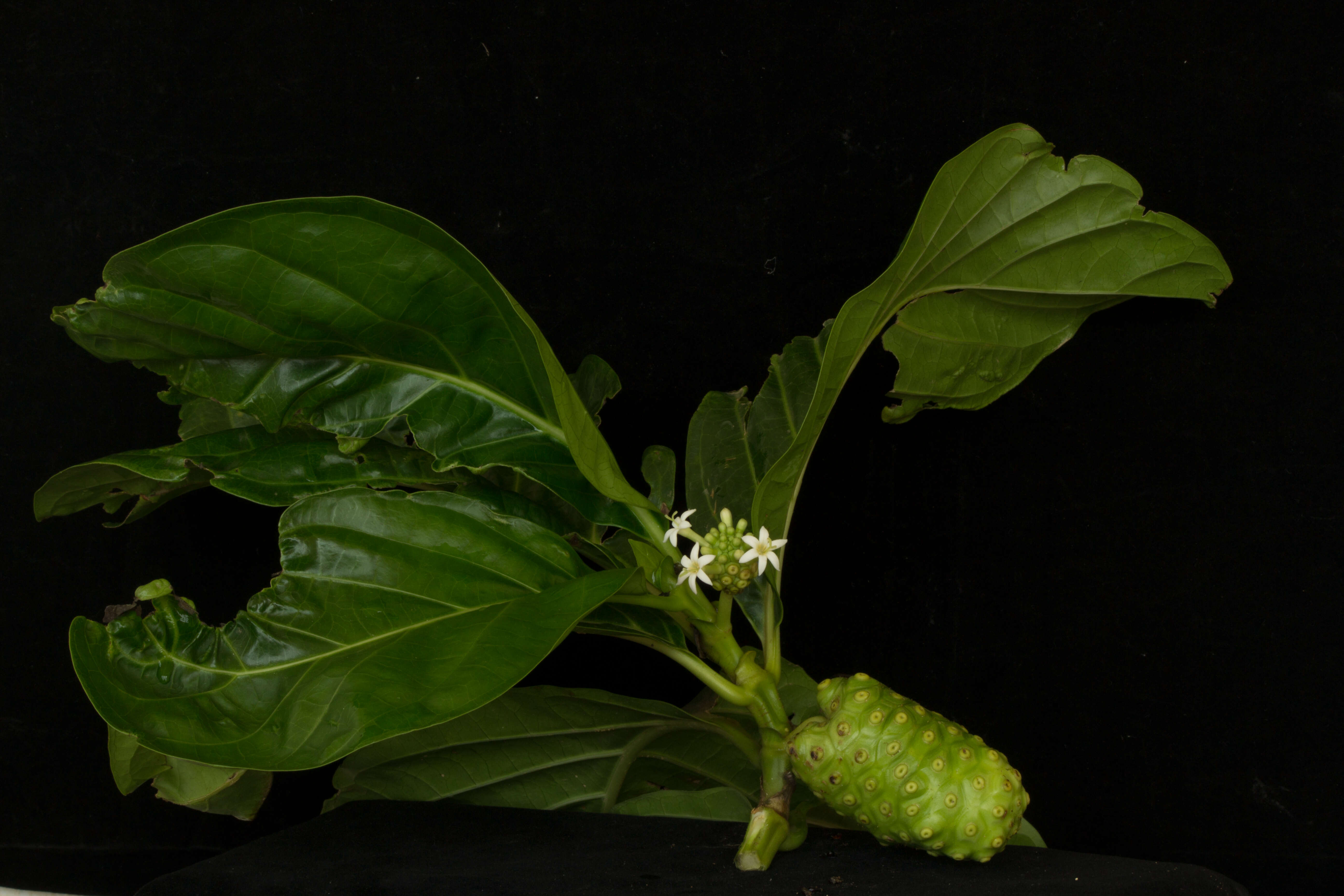 Image of Indian mulberry