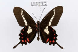 Image of Parides agavus (Drury 1782)