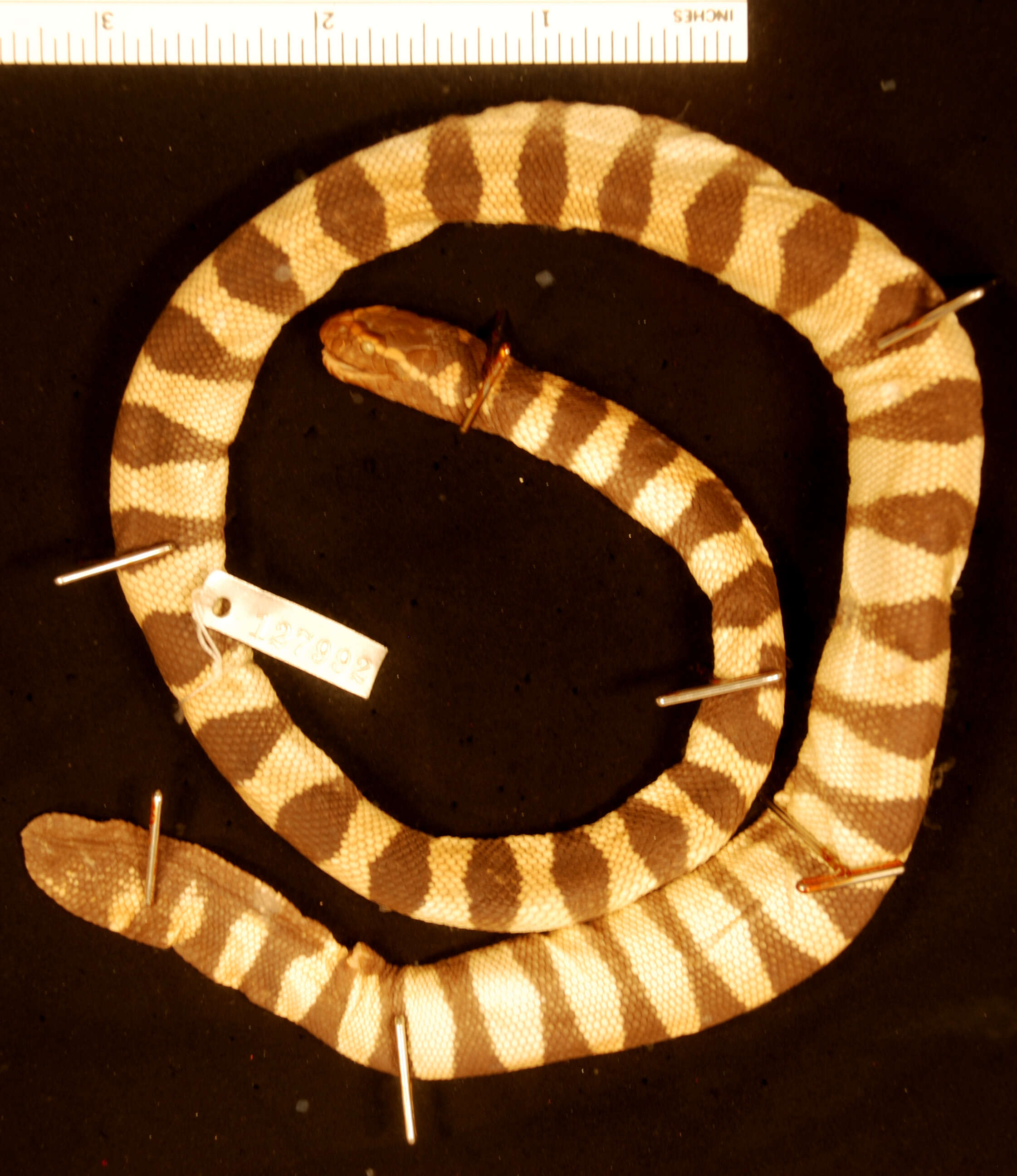 Image of Annulated Sea Snake