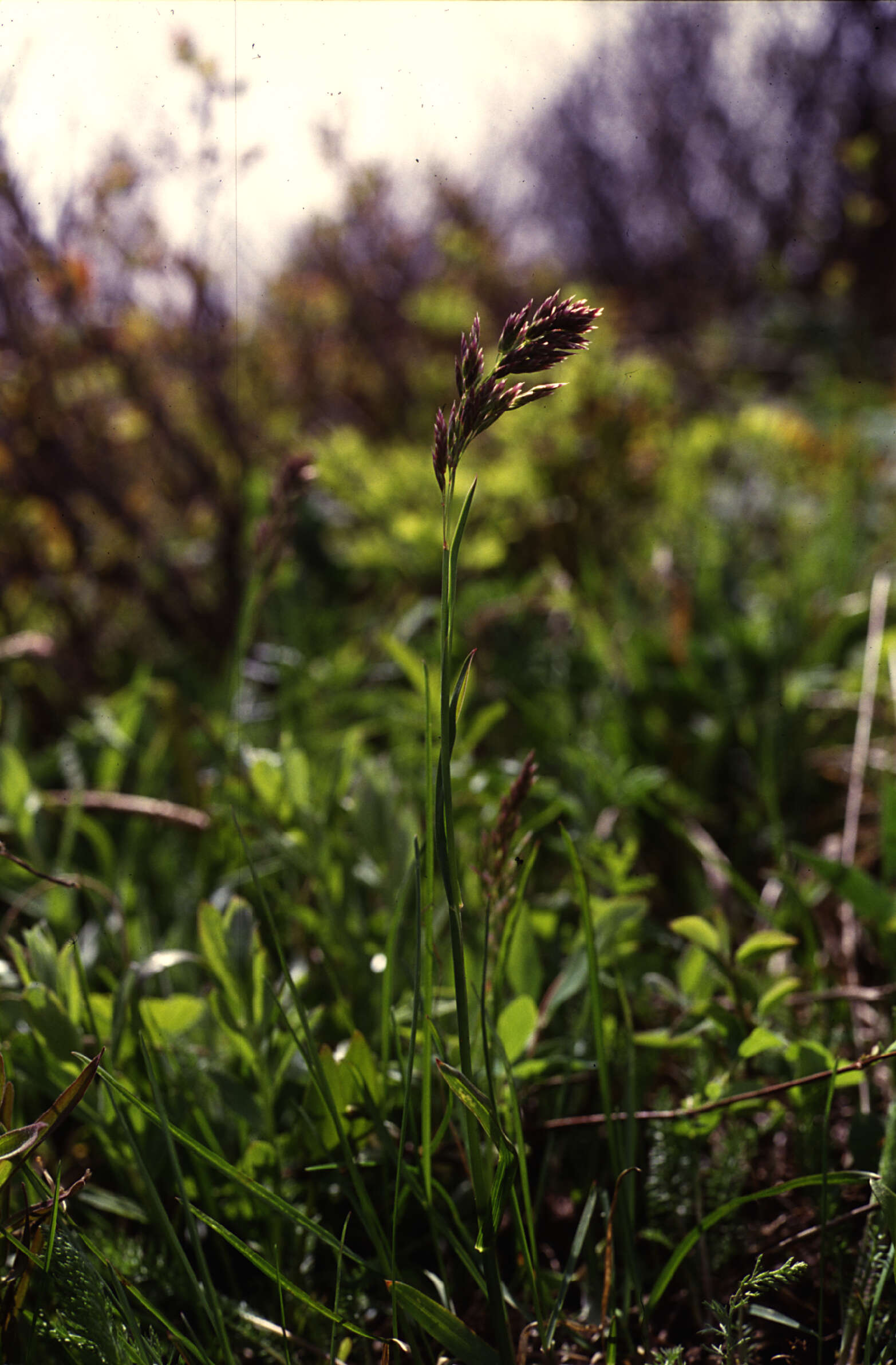 Plancia ëd Poa chambersii Soreng