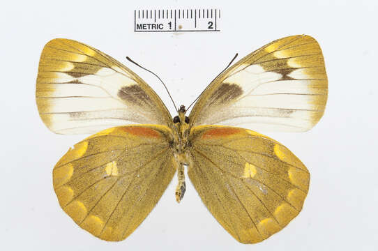 Image of Delias apoensis Talbot 1928