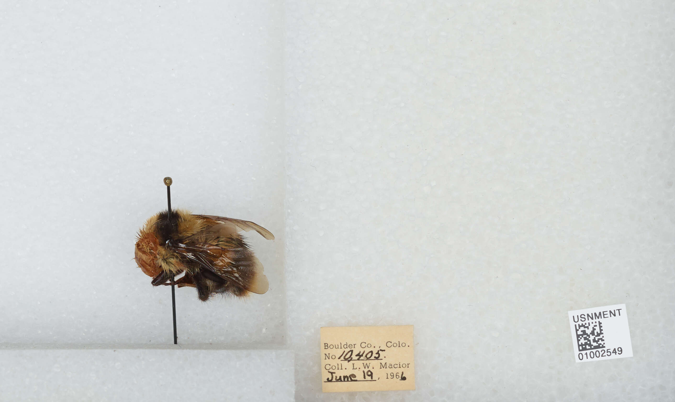 Слика од Bombus balteatus Dahlbom 1832