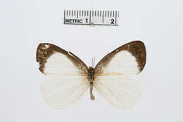 Image of Elodina argypheus Grose-Smith & Kirby 1890