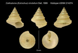 Image of Calliostoma cinctellum Dall 1889