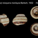 Image of Cochlostyla (Calocochlea) roissyana manlaysa Bartsch