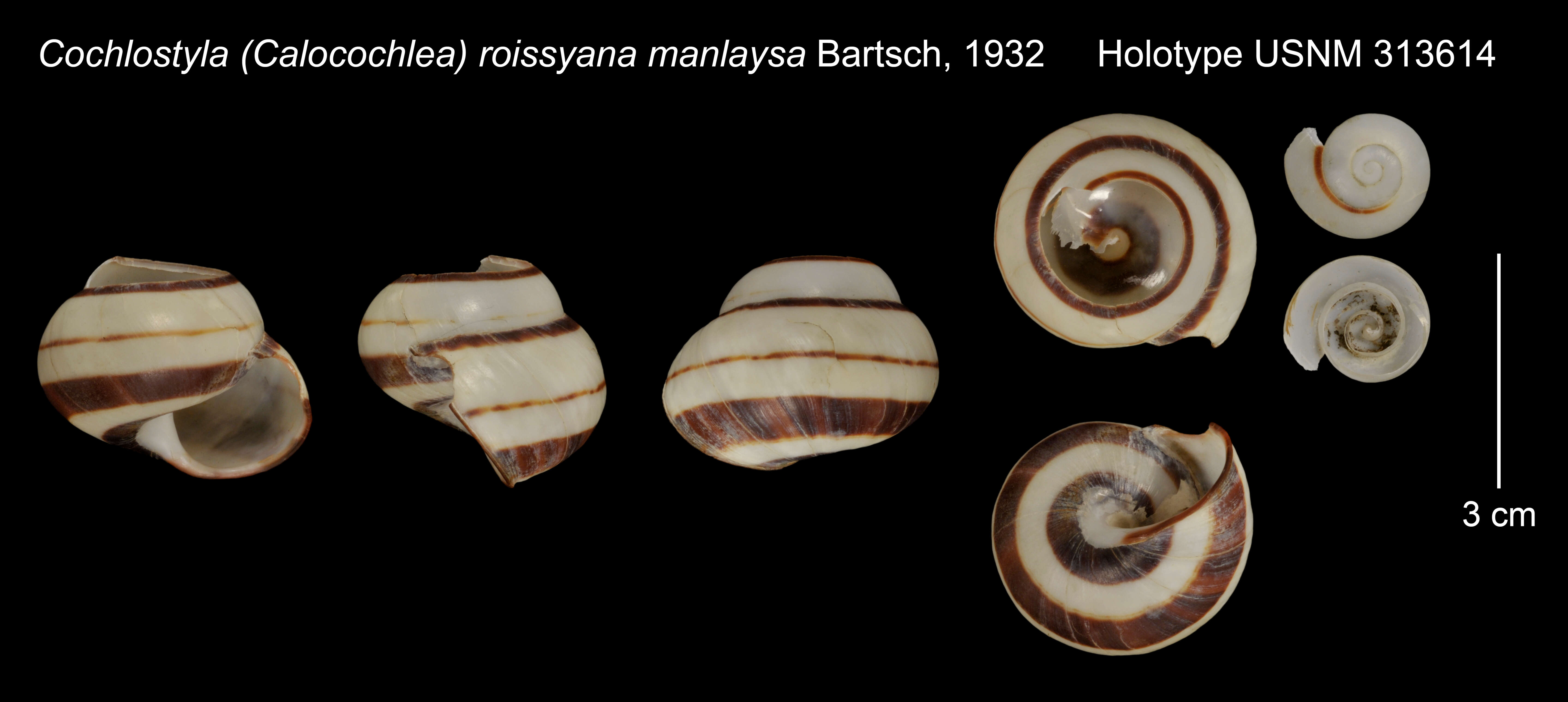 Image of Cochlostyla (Calocochlea) roissyana manlaysa Bartsch