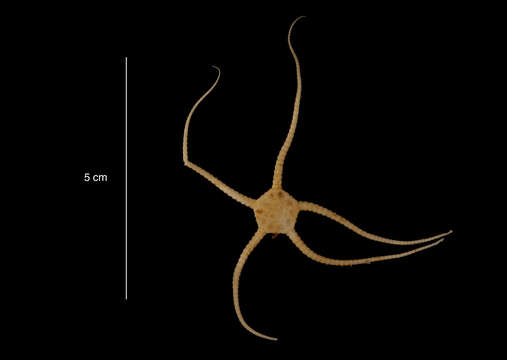 Слика од Ophioplinthus gelida (Koehler 1901)