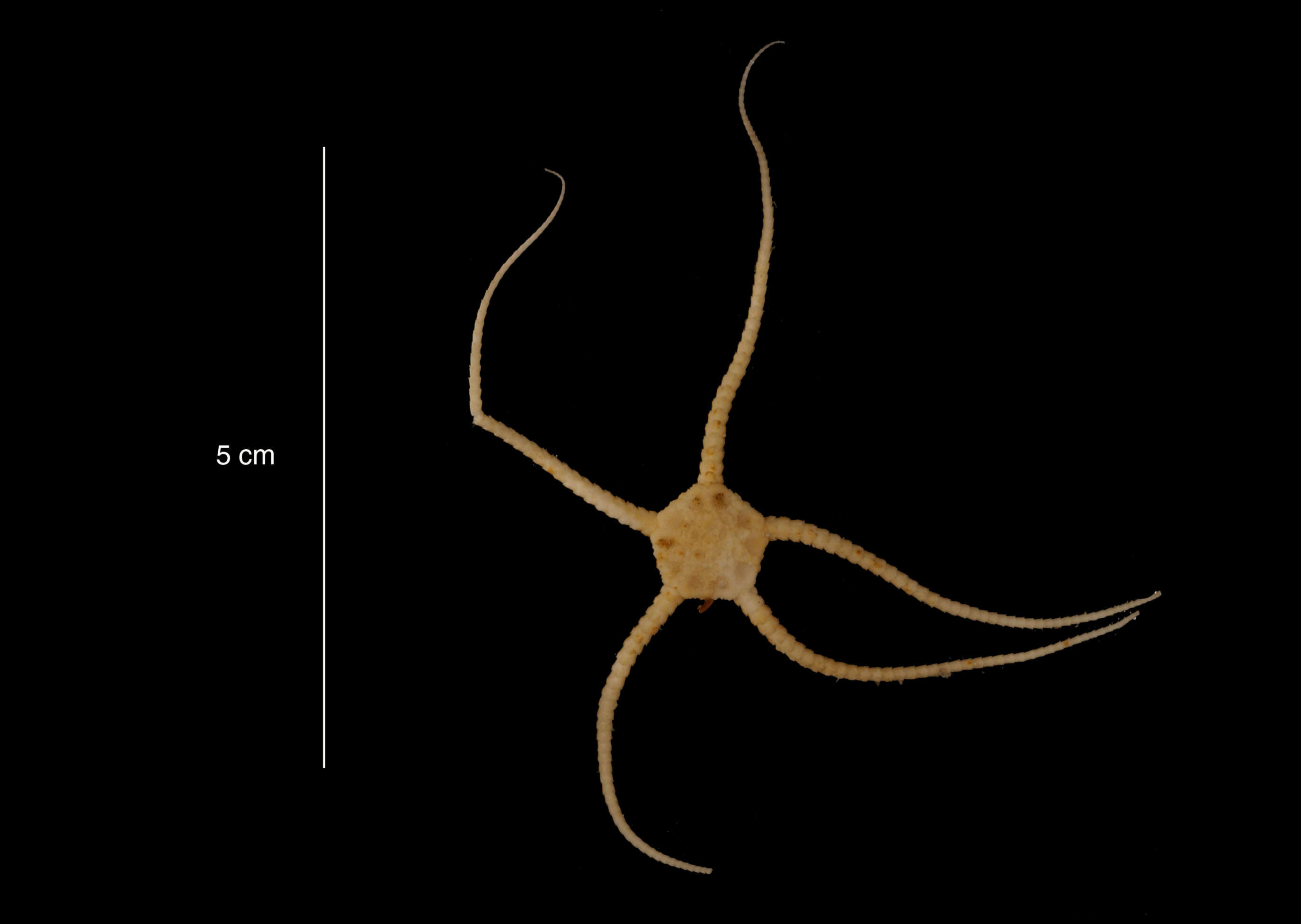 Image of Ophioplinthus gelida (Koehler 1901)