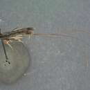 صورة Myllenyxis rugella Baltazar 1961