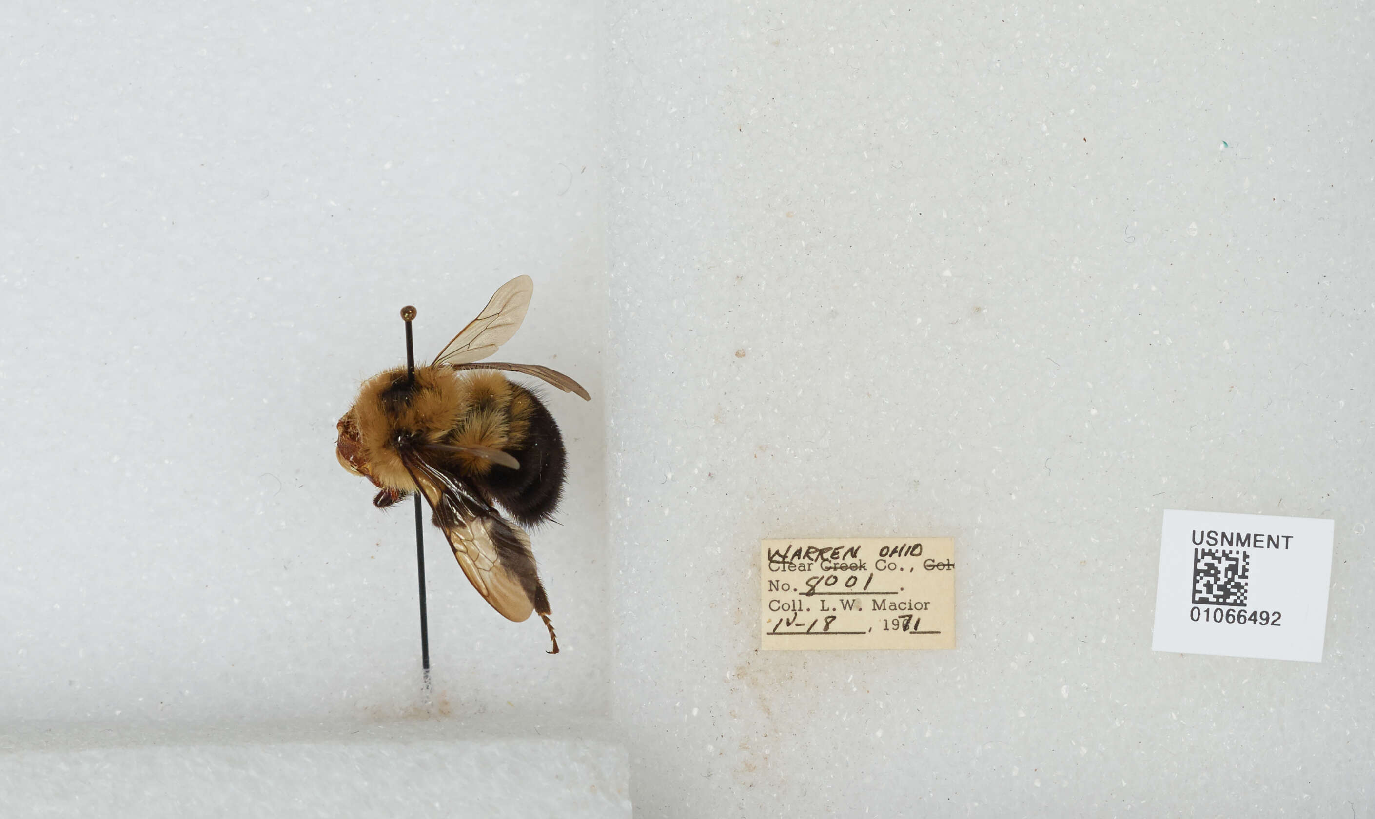 صورة Bombus bimaculatus Cresson 1864