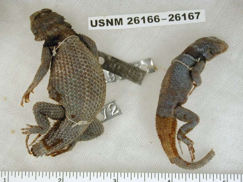 Image of Minor Lizard