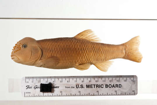 Image of River Chub