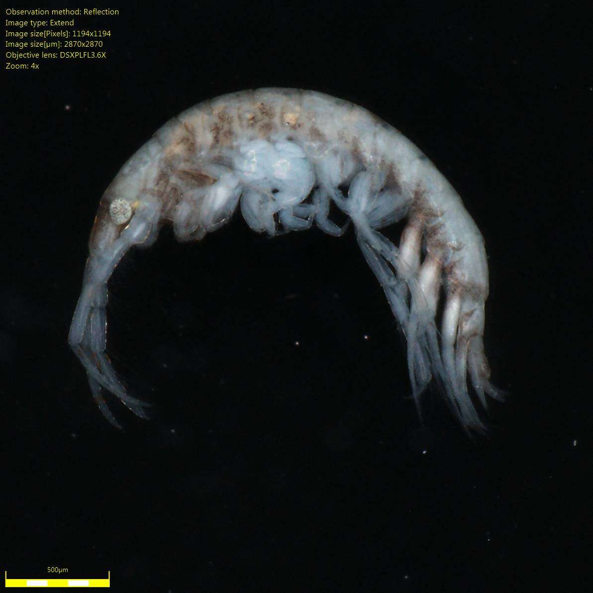 Image of Amphipoda