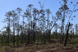 Image of fringed bluestar