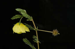 Image of Jamaican feverplant